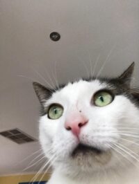 electrical engineer cat